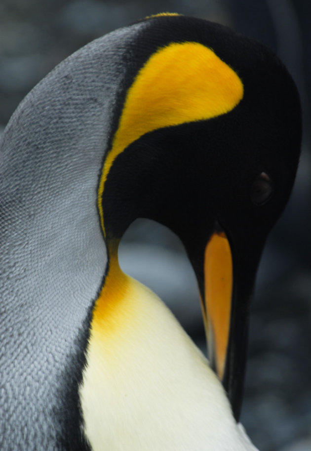 Konings pinguin