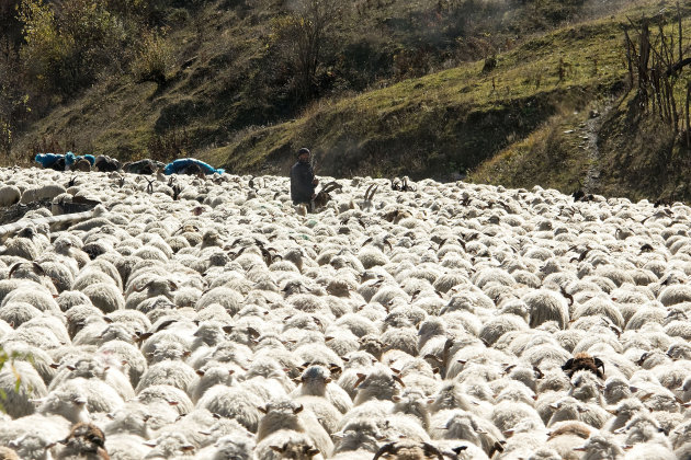 Eenling tussen de schapen