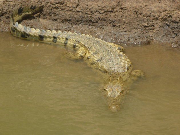 Krokodil Rufiji river