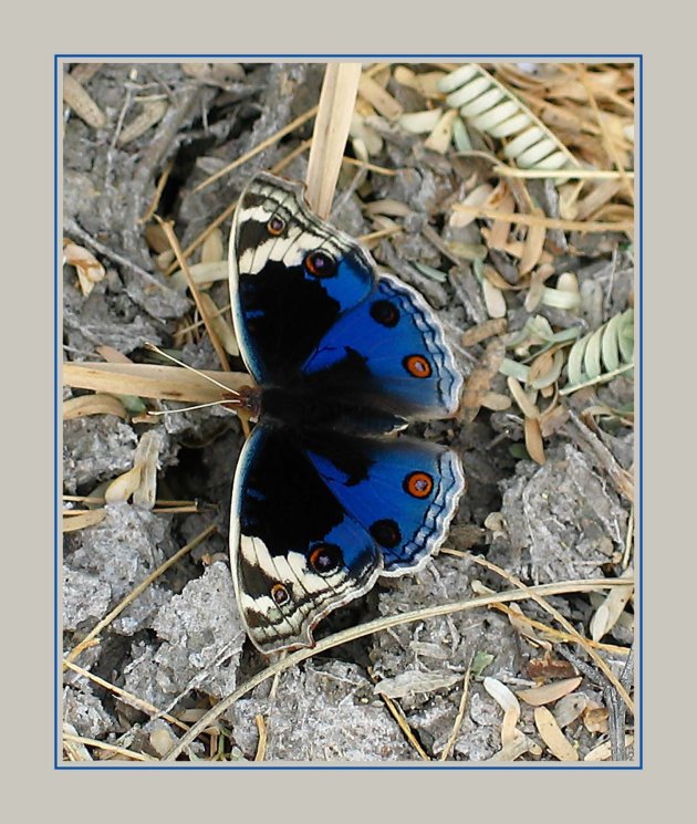 Kleurrijke vlinder