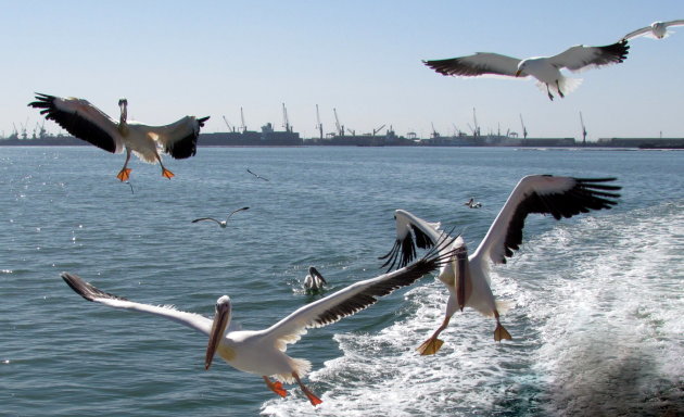 pelikanen op visjacht