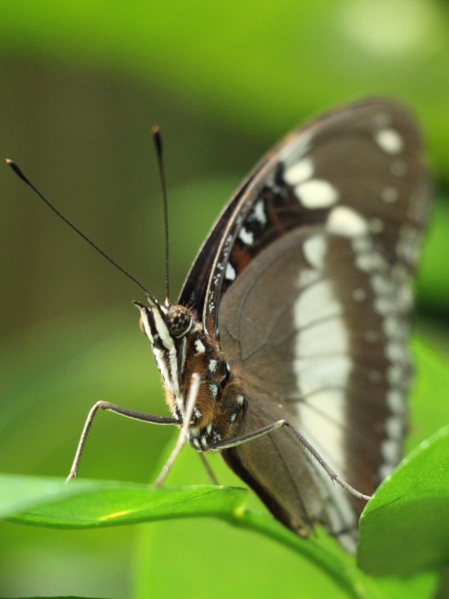 Butterfly in Queensland 