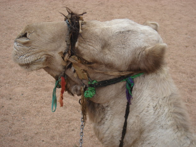 2008: Dromedaris in de Sinai woestijn.