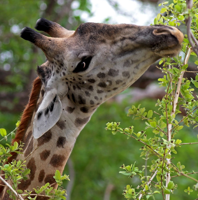 De Thornicrofts giraffe