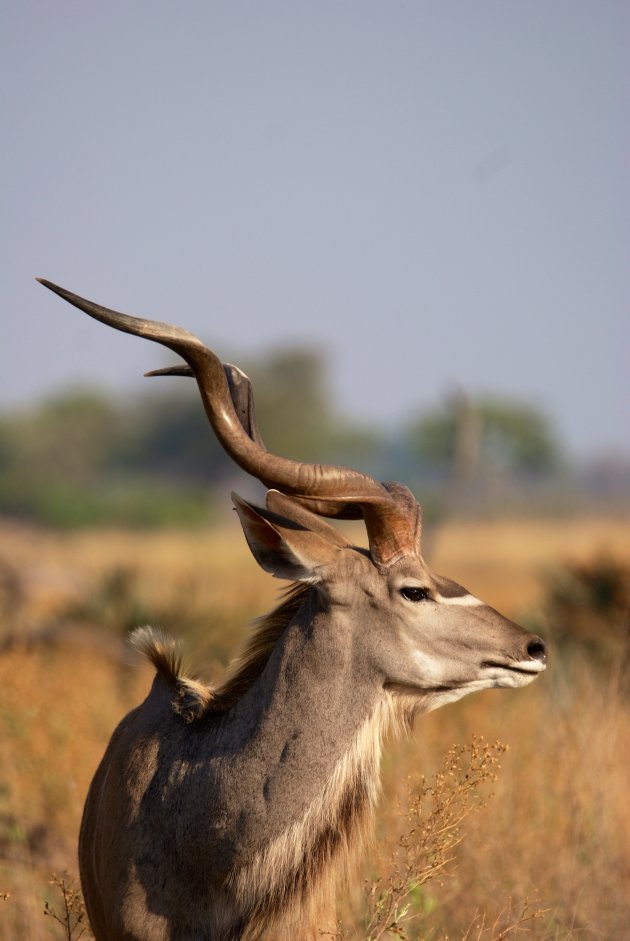 Groot kudu mannetje