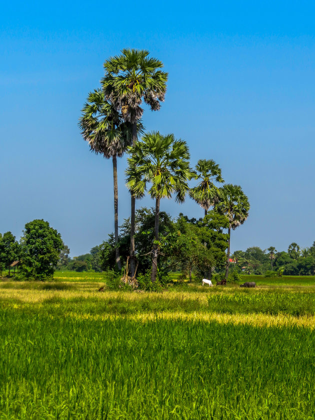 Palmbomen en rijstvelden