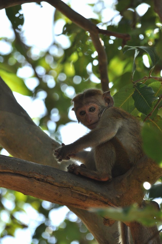Small Red Face Monkey in tree
