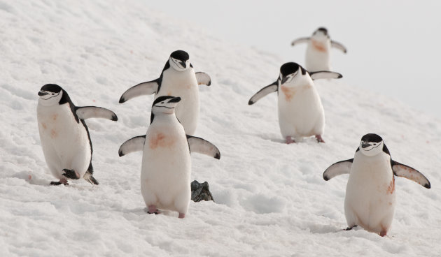 Pinguins on a mission