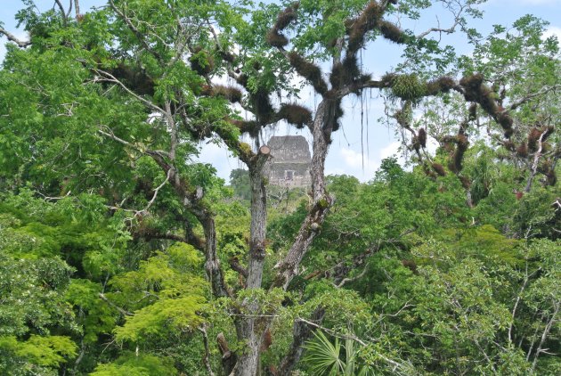 Mayatempel Tikal
