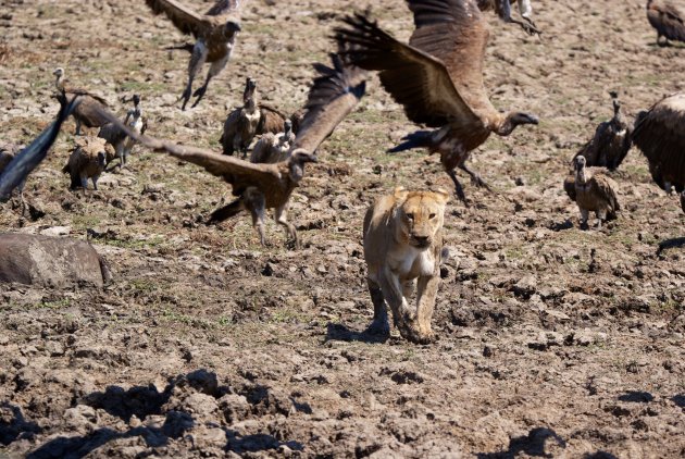 Leeuw op gieren jacht