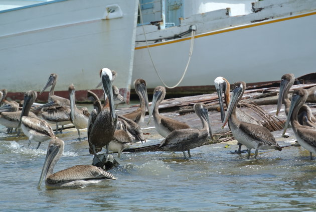 Pelikanen tijdens boottocht Livingston