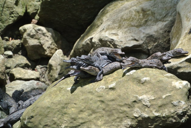 Baby krokodillen Canon del Sumidero