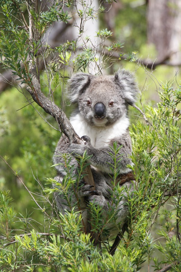 Koala (in een verkeerde boom)