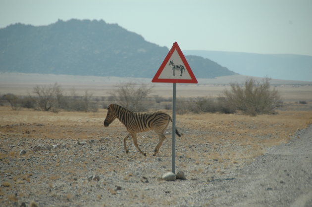 Pas op, zebra's!
