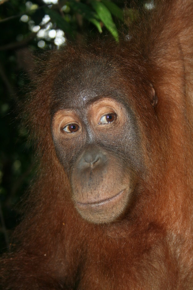 Orang Oetan in Sepilok Sumatra