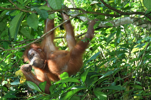 hangende jonge orang oetan