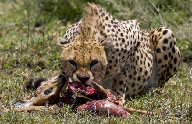 Cheetah lunch