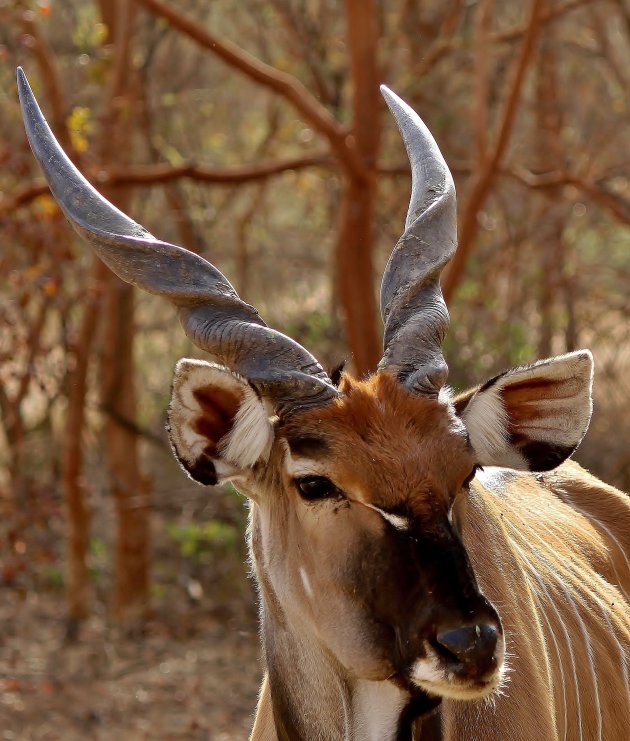 Eland-antilope