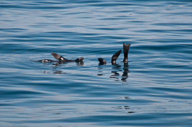 Cruisende zeeleeuwen