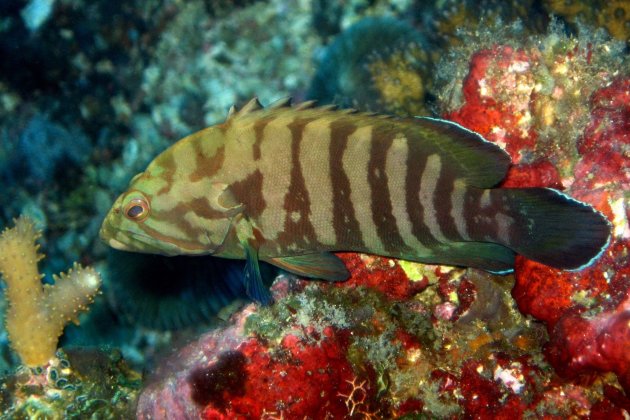 A fish called Lapu Lapu