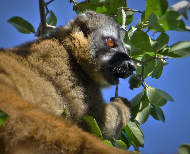 Lemur in Ranomafana