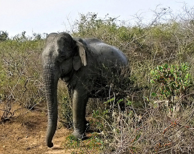 Ceylon-olifant