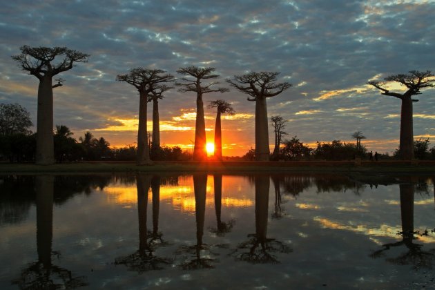 Zonsondergang bij de Baobabs