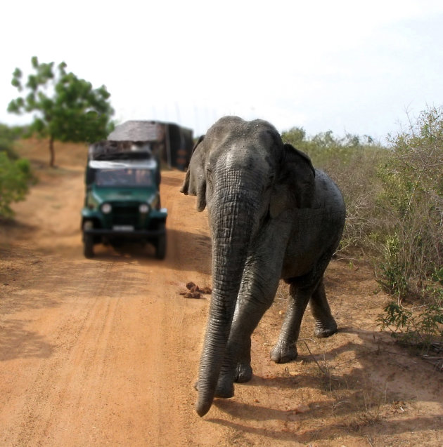 Ceylon-olifant#2