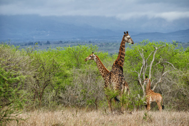Familie giraffe