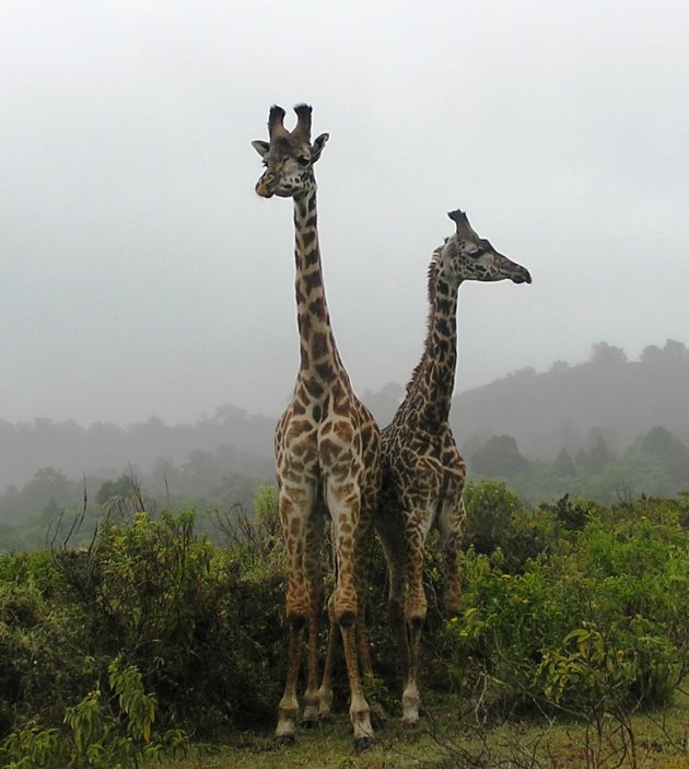 giraffen in de mist
