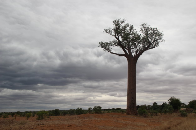 Onheilspellende baobab