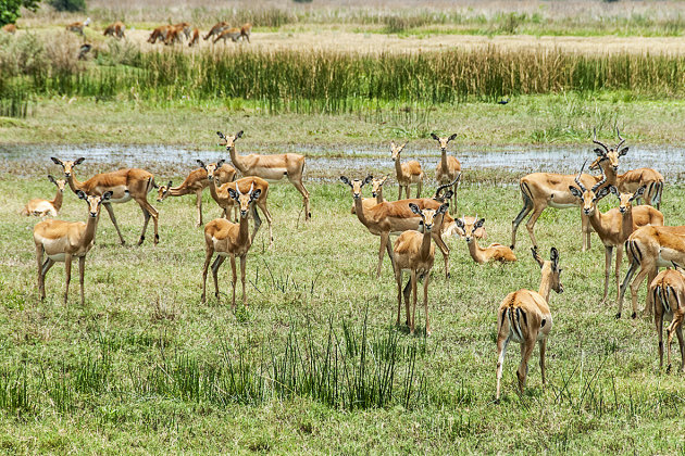 Impala's in de Okavango delta