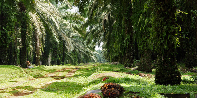 All about palm oil