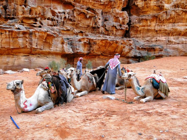 Kamelen Wadi Rum