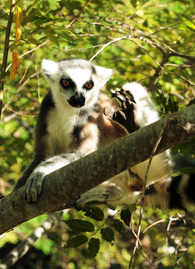 Bey Bey Zwaai Zwaai Lemur