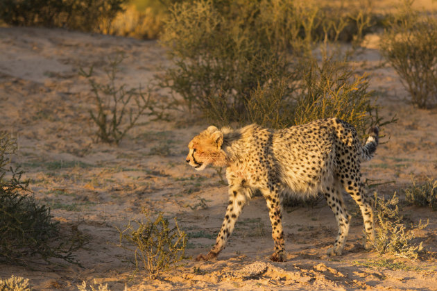 Cheetah in Kgalagadi Transfrontier Park