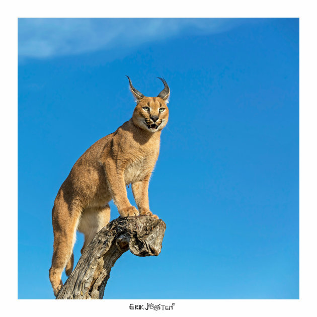Caracal in Blauw