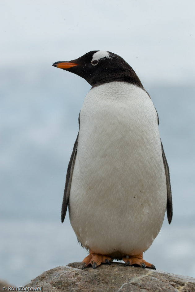 Ezels pinguin