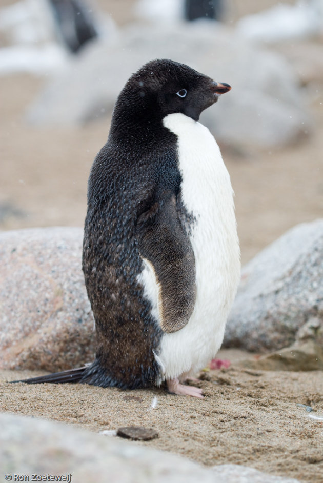 Adeli pinguin