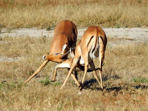 Vechtende impala