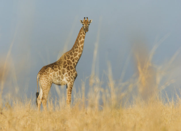 Giraffe in het hoge gras