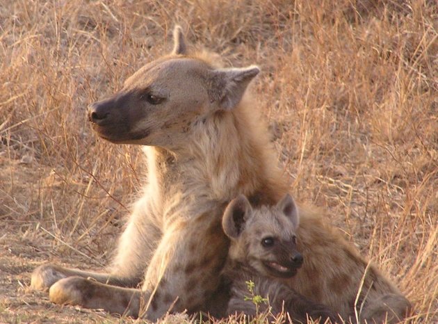hyena moeder en kind