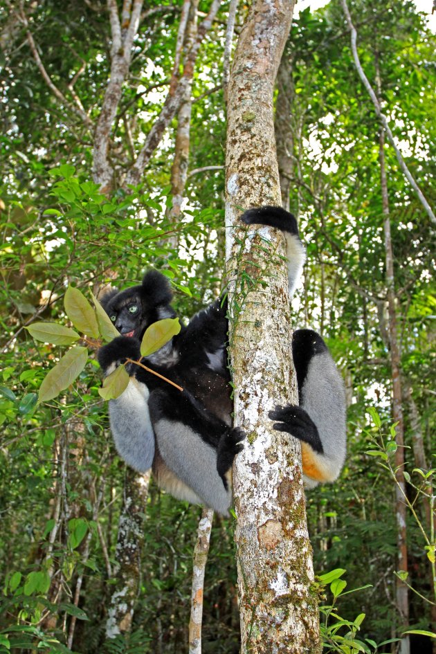 Indri in Madagaskar