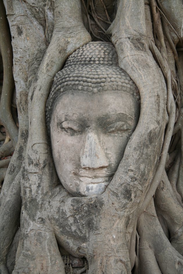 Buddha in boom - Ayuttaya Thailand