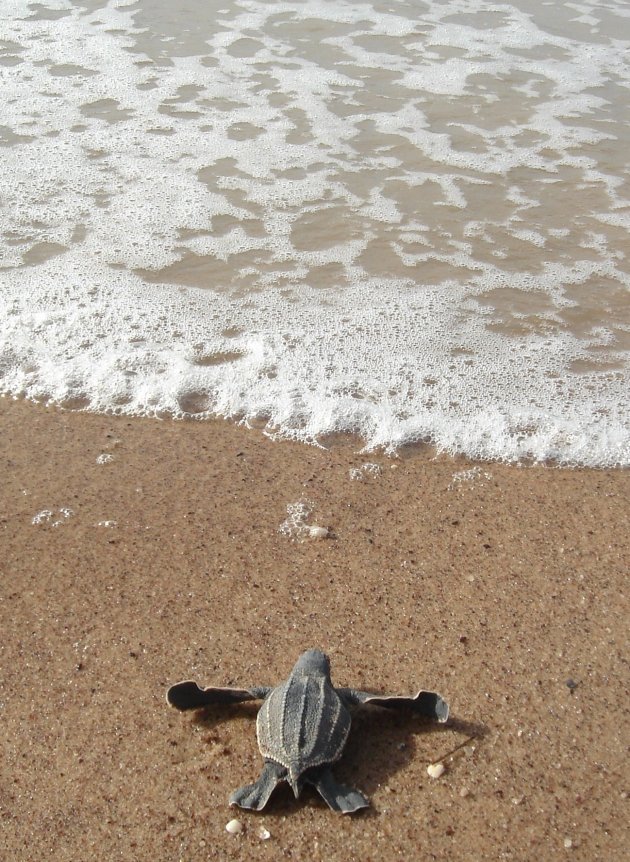 Schildpadden kijken vanuit Galibi