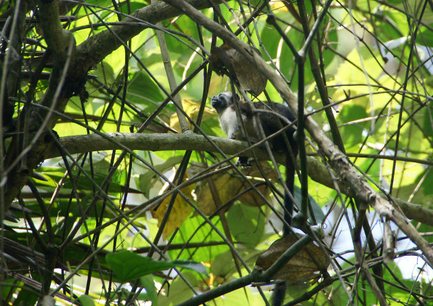 Tropisch bosreservaat met vreemde vogels in Panama city!
