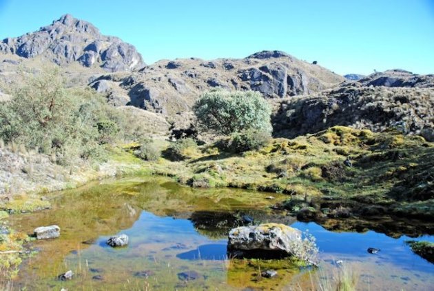 Nationaal Park Cajas.een vochtvasthoudend landschap met aparte begroeiing