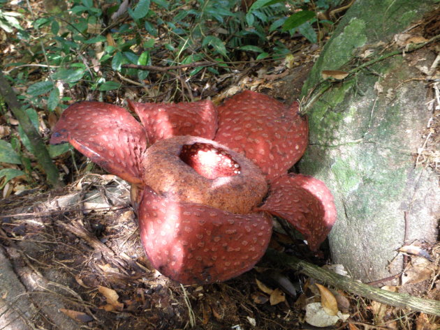 Rafflesiabloem