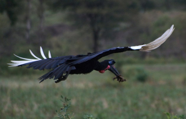 Abyssinian ground hornbill