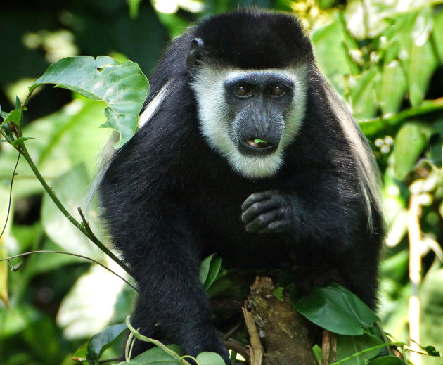 Kibale Forest Camp: primatenparadijs